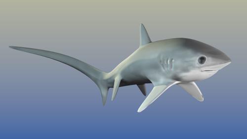 deepsea thresher shark preview image
